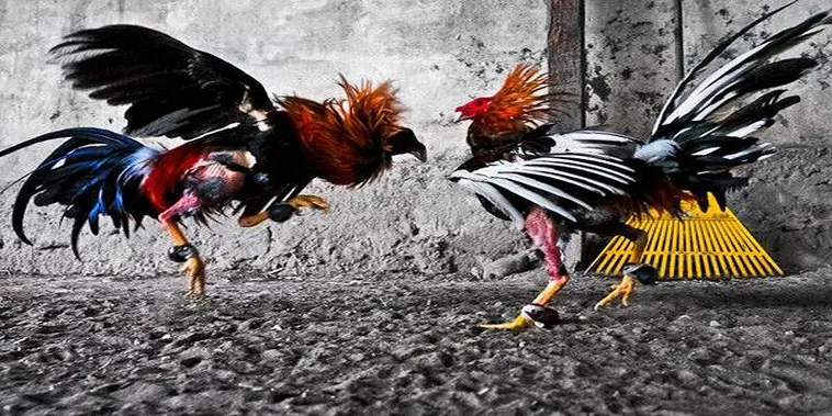 Hướng Dẫn Cách Chơi Đá Gà GA28 Tại 99OK Chi Tiết Từ A Đến Z 2 Hướng Dẫn Cách Chơi Đá Gà GA28 Tại 99OK Chi Tiết Từ A Đến Z