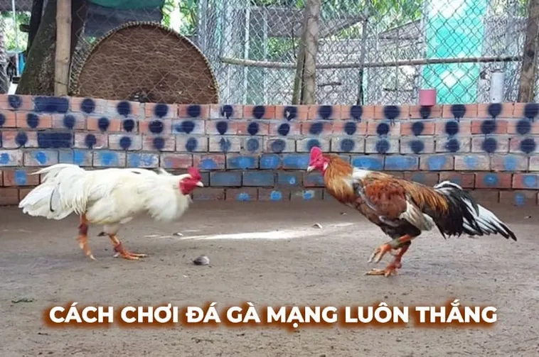 Khám Phá Cách Chơi Đá Gà Sabong Tại 99OK Từ Cao Thủ Hàng Đầu 1 Khám Phá Cách Chơi Đá Gà Sabong Tại 99OK Từ Cao Thủ Hàng Đầu