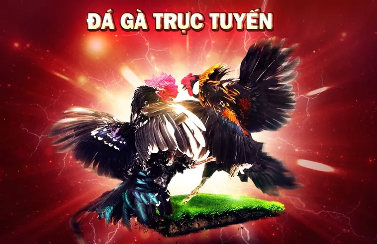 Bí Mật Đấu Trường Đá Gà 99OK Hé Lộ Trận Kê Tiền Tỷ 1 Bí Mật Đấu Trường Đá Gà 99OK Hé Lộ Trận Kê Tiền Tỷ