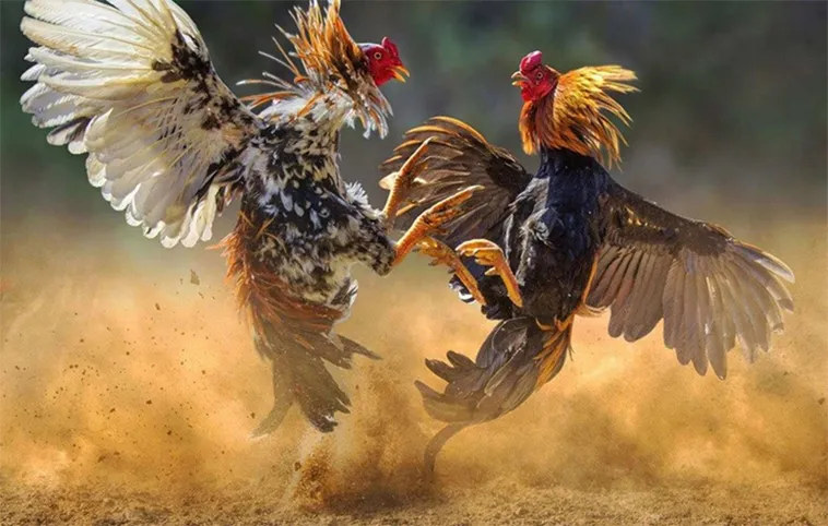 Nắm Bắt Cách Chơi Đá Gà WS168 Tại 99OK Để Luôn Bất Bại 2 Nắm Bắt Cách Chơi Đá Gà WS168 Tại 99OK Để Luôn Bất Bại